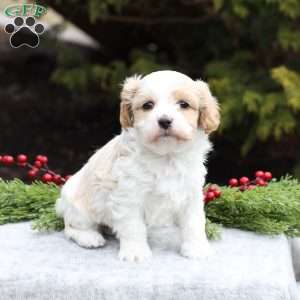 Bella, Cavachon Puppy